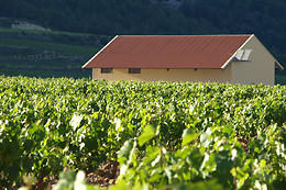 BODEGA MONASTRELL