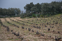 BODEGA AUMESQUET GARRIDO