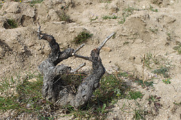 BODEGA AUMESQUET GARRIDO