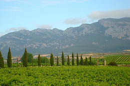 BODEGA TORRE DE OÑA