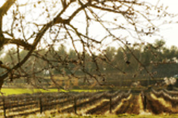 BODEGA BOHIGAS
