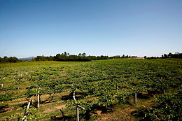 BODEGA ADEGA VALDES