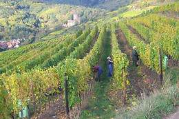 Domaine André Blanck et ses fils