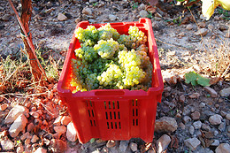 CELLER JOSEP FORASTER