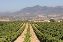 CELLER JOSEP FORASTER