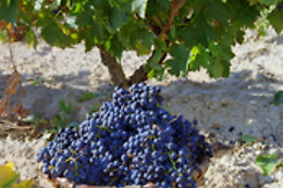 BODEGA BRIEGO