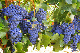 BODEGA BRIEGO