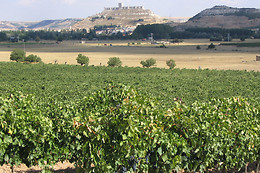 BODEGA BRIEGO