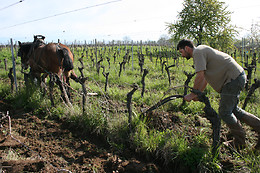 Domaine Brand et Fils