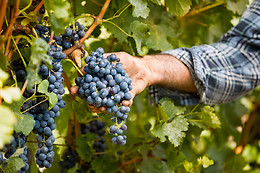 QUINTAS DE MELGAÇO, AGRICULTURA E TURISMO, S.A.