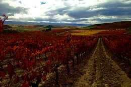 BODEGAS BOHEDAL