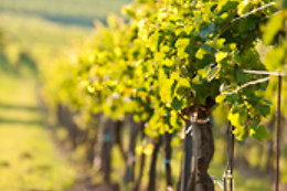 BODEGA VEGA TOLOSA