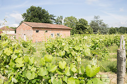 Château Clos Mignon