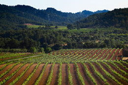 CÉRVOLES CELLER