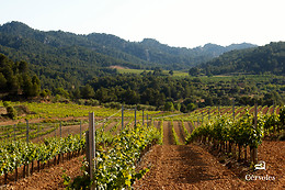 CÉRVOLES CELLER