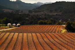 CÉRVOLES CELLER