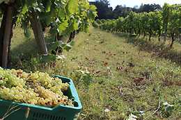 Cantina Brugnoni