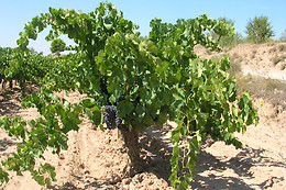 BODEGA DOMINIO DE MAESTRAZGO