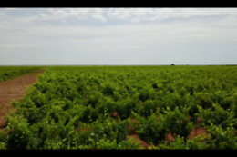 VILE LA FINCA