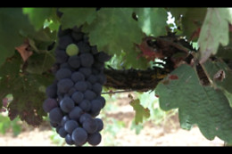 VILE LA FINCA
