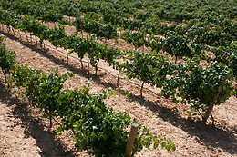 BODEGAS Y VIÑEDOS CASTIBLANQUE