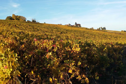 Sentier du Vigneron