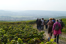 Sentier du Vigneron