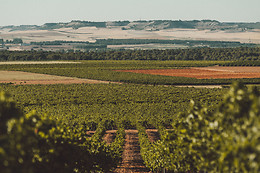 BODEGA JAVIER SANZ VITICULTOR