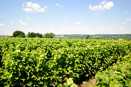 Domaine du Vieil Orme