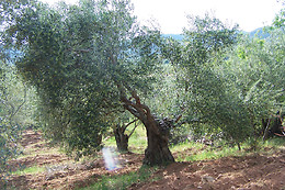 ALMAZARA SOLEAE