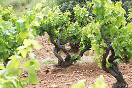 BODEGAS MALACUERA