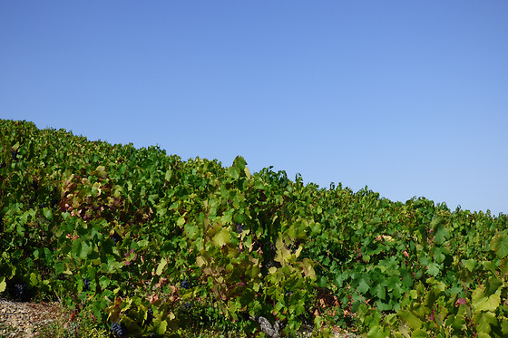 Le relais du colombier - photo 20