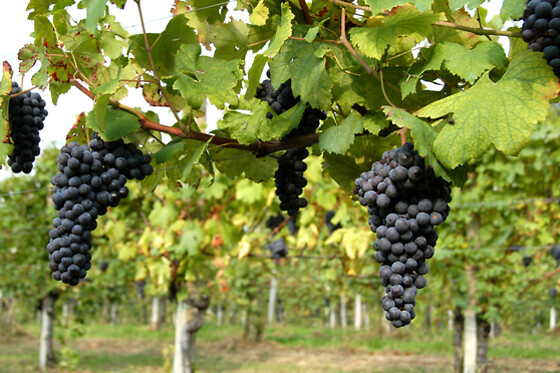 Antichi Vigneti di Cantalupo - photo 2