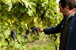 Antichi Vigneti di Cantalupo