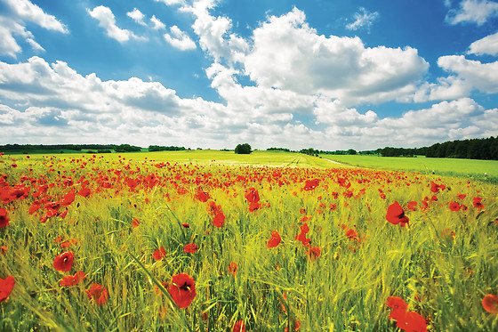 APARTAMENTOS PICU CASTIELLU - photo 3