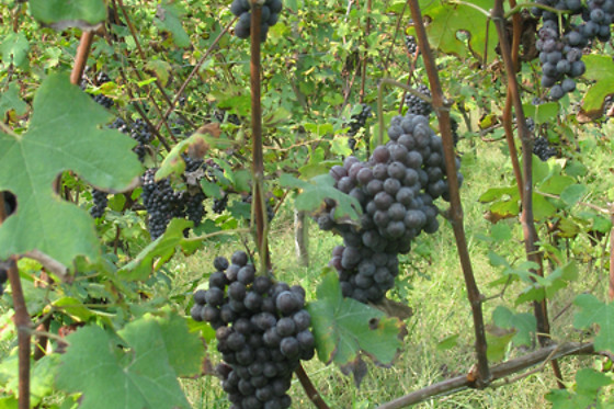 Azienda Agricola Fontechiara - photo 2