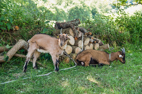 La Roulotte de Julie - photo 14